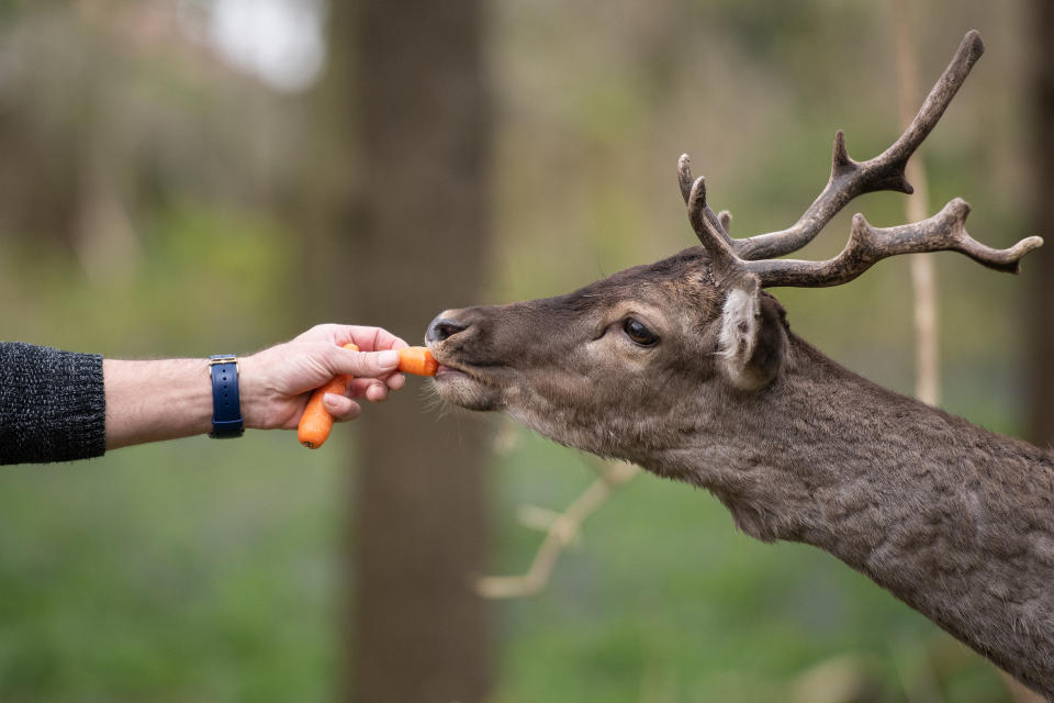 ROMFORD, ENGLAND - APRIL 02: A man feeds a Fallow deer from Dagnam Park near his home as they rest and graze in a patch of woodland outside homes on a housing estate in Harold Hill, near Romford on April 02, 2020 in Romford, England. The semi-urban deer are a regular sight in the area around the park but as the roads have become quieter due to the nationwide lockdown, the deer have staked a claim on new territories in the vicinity. The Coronavirus (COVID-19) pandemic has spread to many countries across the world, claiming over 40,000 lives and infecting hundreds of thousands more. (Photo by Leon Neal/Getty Images)