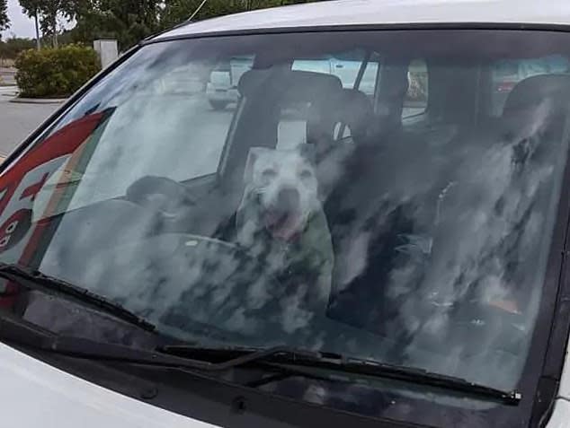 Pictured is the Staffordshire terrier mix panting in the front seat of the locked car