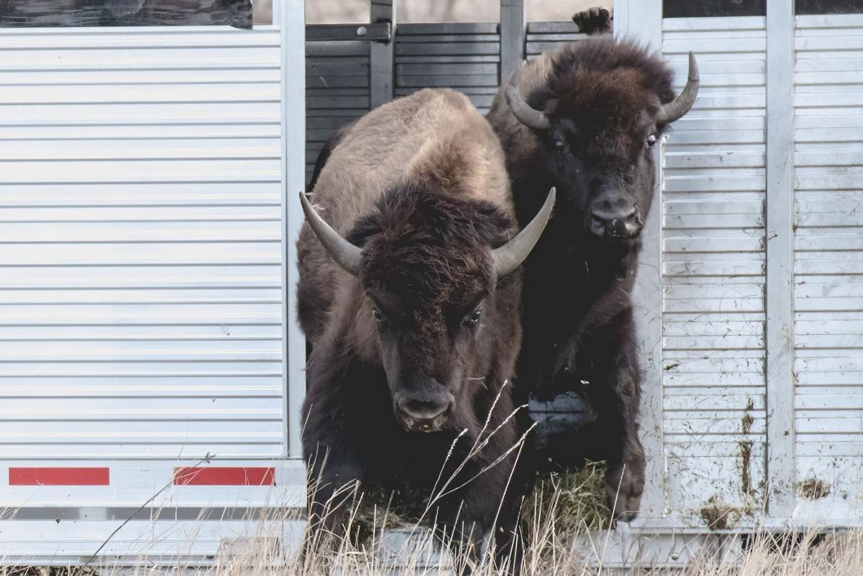 Bison are returning to the Menominee Reservation thanks to a new partnership.