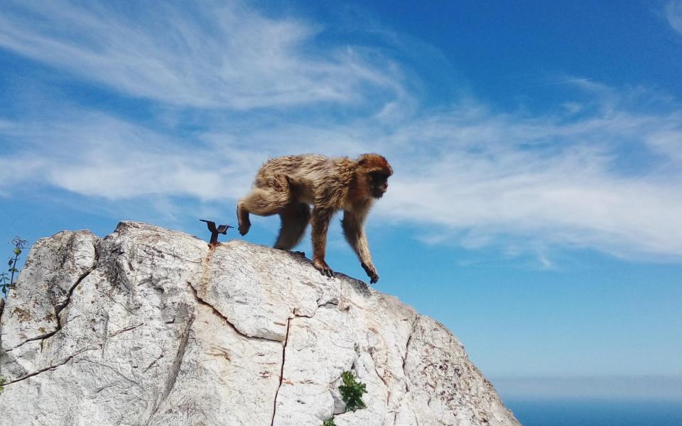 One of Gibraltar's most famous residents - Getty