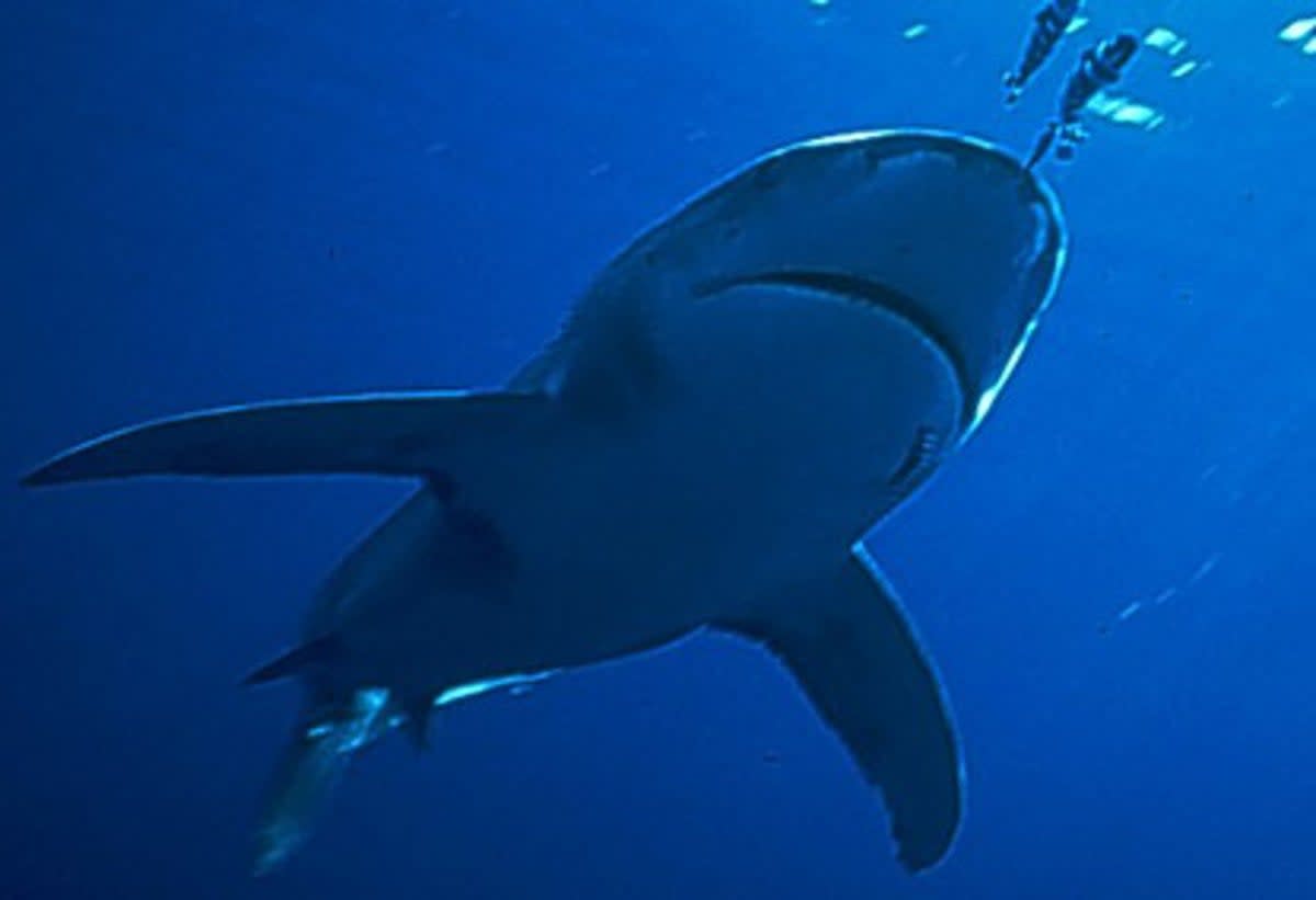 The tourist was attacked by a shark (stock photo) (standard. )