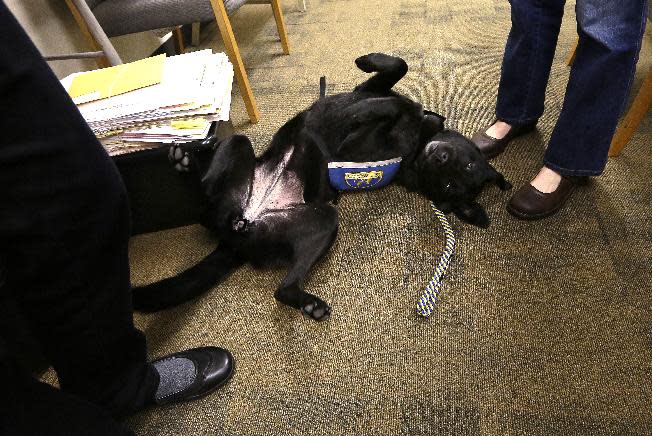 In this photo taken Friday, May 3, 2013, courthouse dog Molly B rolls around on her back as she seeks attention in the city attorney's office during a presentation there about the use of dogs in courts in Seattle. As canine companions in courthouses, dogs have helped thousands of victims and witnesses, but some challenges are working their way through the courts, driven by attorneys who claim the dogs are distractions or sympathy magnets. So far, all lower courts have upheld the use of dogs. (AP Photo/Elaine Thompson)