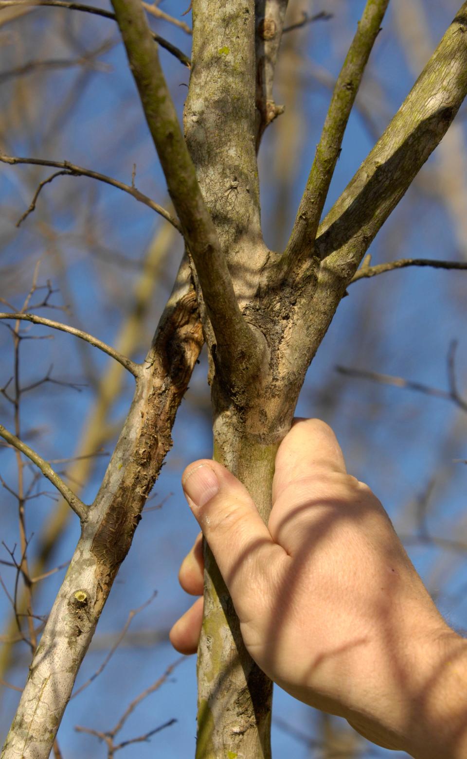 In this file photo, urban forestry extension agent Larry Figart shows where limbs of a crape myrtle are rubbing and where the smallest one should be pruned.