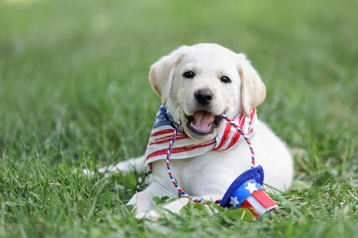 fourth of july with a yellow labrador puppy