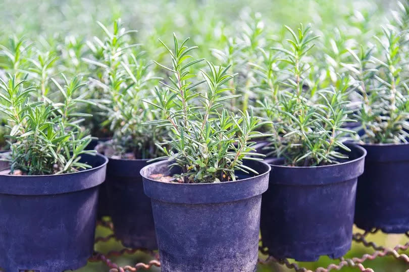 Although relatively mild to the human nose, rosemary is considered potent by many bugs