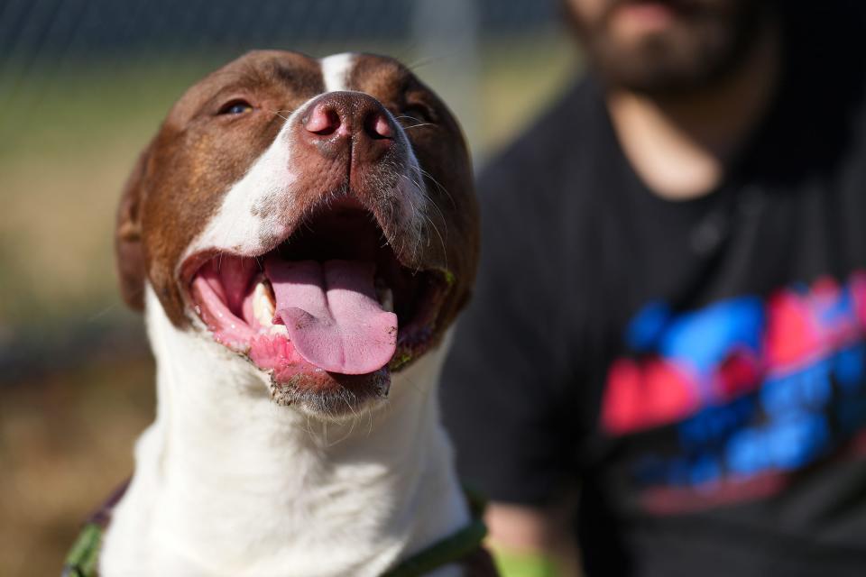Washington, an approximately 2-year-old pit bull terrier mix, is available for adoption from Indianapolis Animal Care Services, pictured outside the shelter on Wednesday, Nov. 9, 2022.