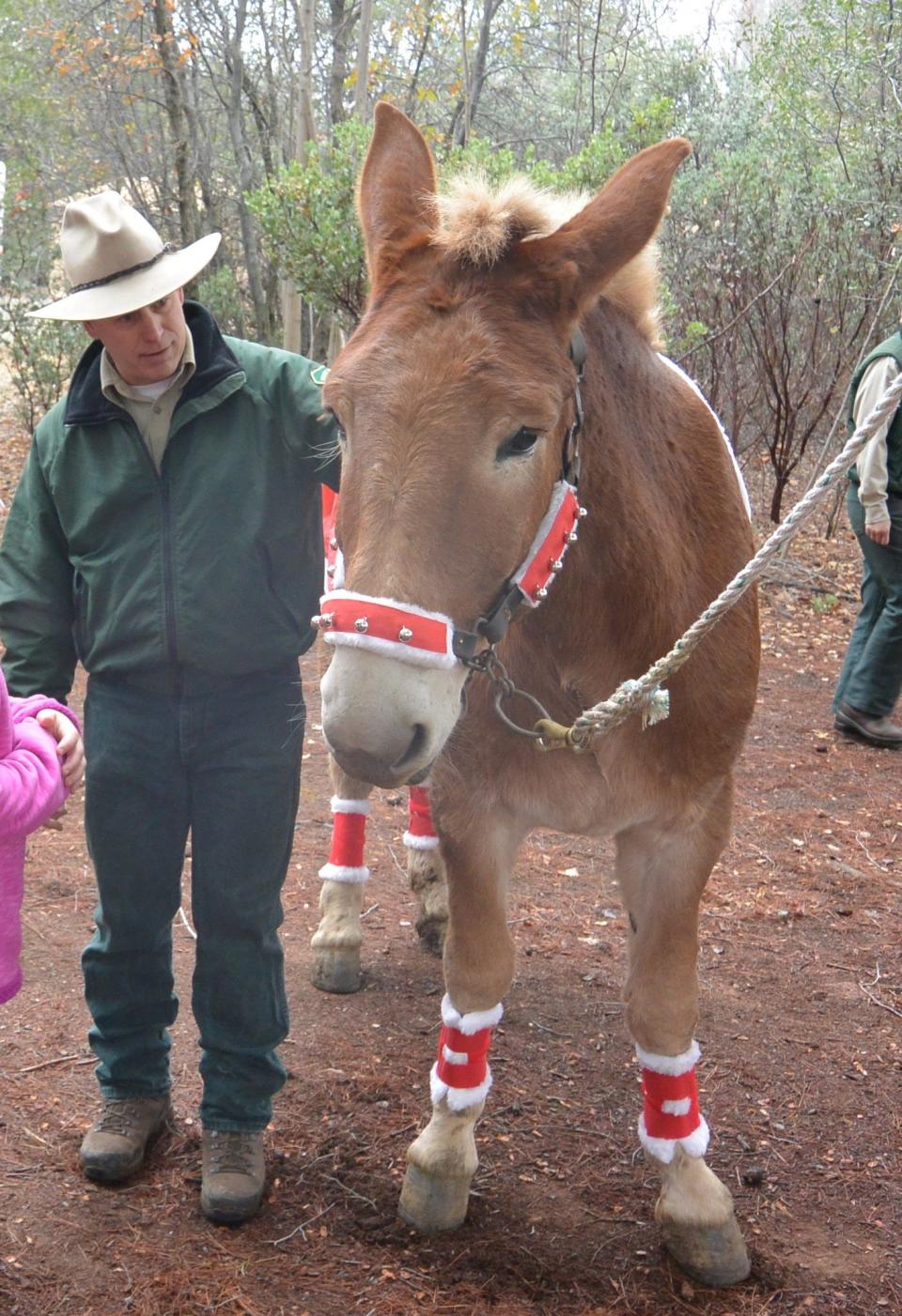 Accessories make the outfit: Shasta-Trinity National Forest pack mule "Ivan" poses for his Christmas closeup in Santa-style bridle with bells. A local celebrity and outreach animal, Ivan is a member U.S. Forest Service's pack team of horses and mules. Rangers/Packers use them to carry equipment and to travel to remote forest areas for a variety of reasons, including fighting wildfires.