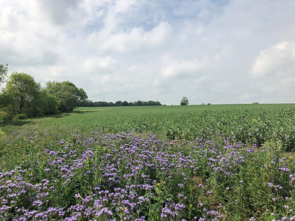 Nature friendly farming can include flower margins of arable fields to support wildlife (Emily Beament/PA)