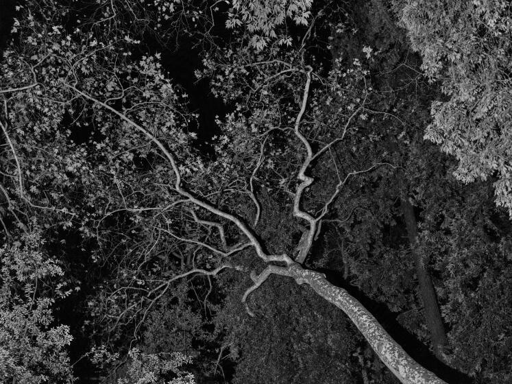 The sycamore tree. Trees in LA with iconic legacies. Photographed for the LA Times to accompany an essay and POI about trees in LA.