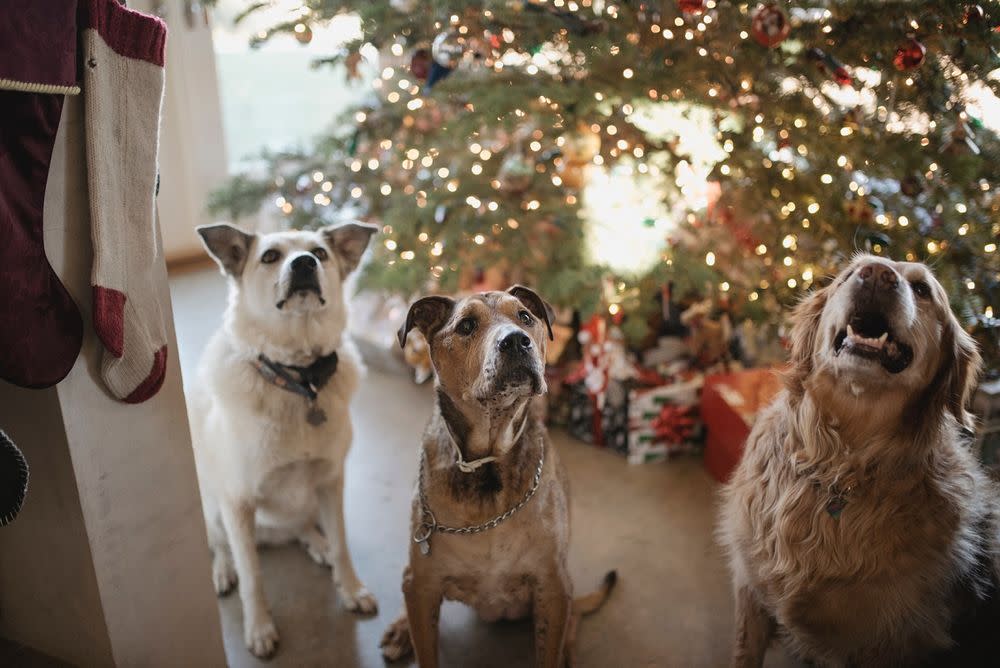 The campaign by Pet Lovers Centre aims to raise 3,600kg of pet food this year. — Picture from Unsplash