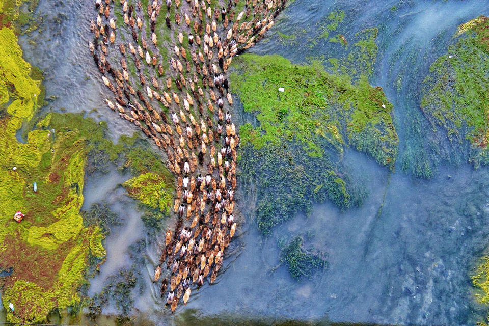 That’s quackers! Mesmerizing aerial footage of hundreds of ducks following the leader