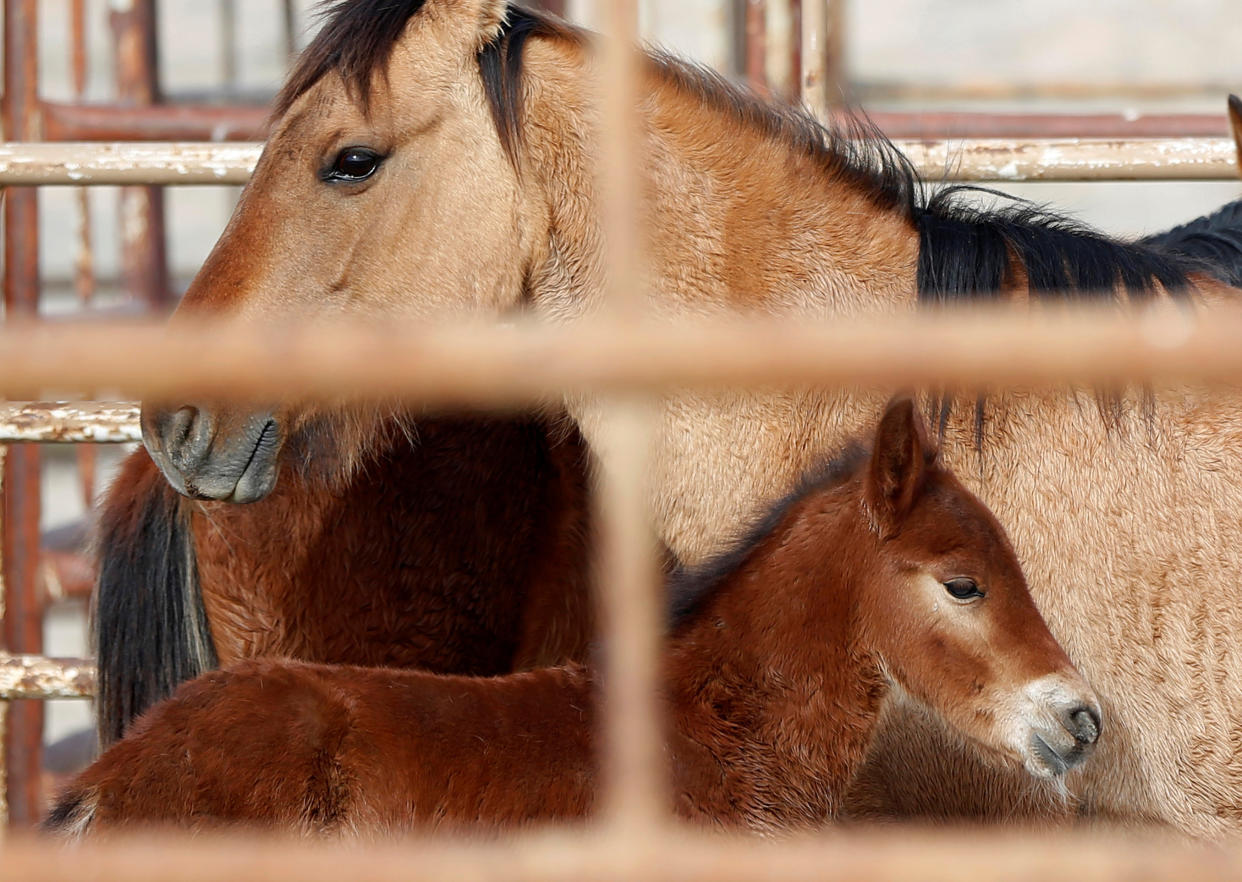 Wild horses stand in a corral as the Bureau of Land Management (BLM) gathers the horses near the Sulphur Herd Management Area south of Garrison, Utah, in this Feb. 26, 2015, file photo. (Photo: Jim Urquhart / Reuters)