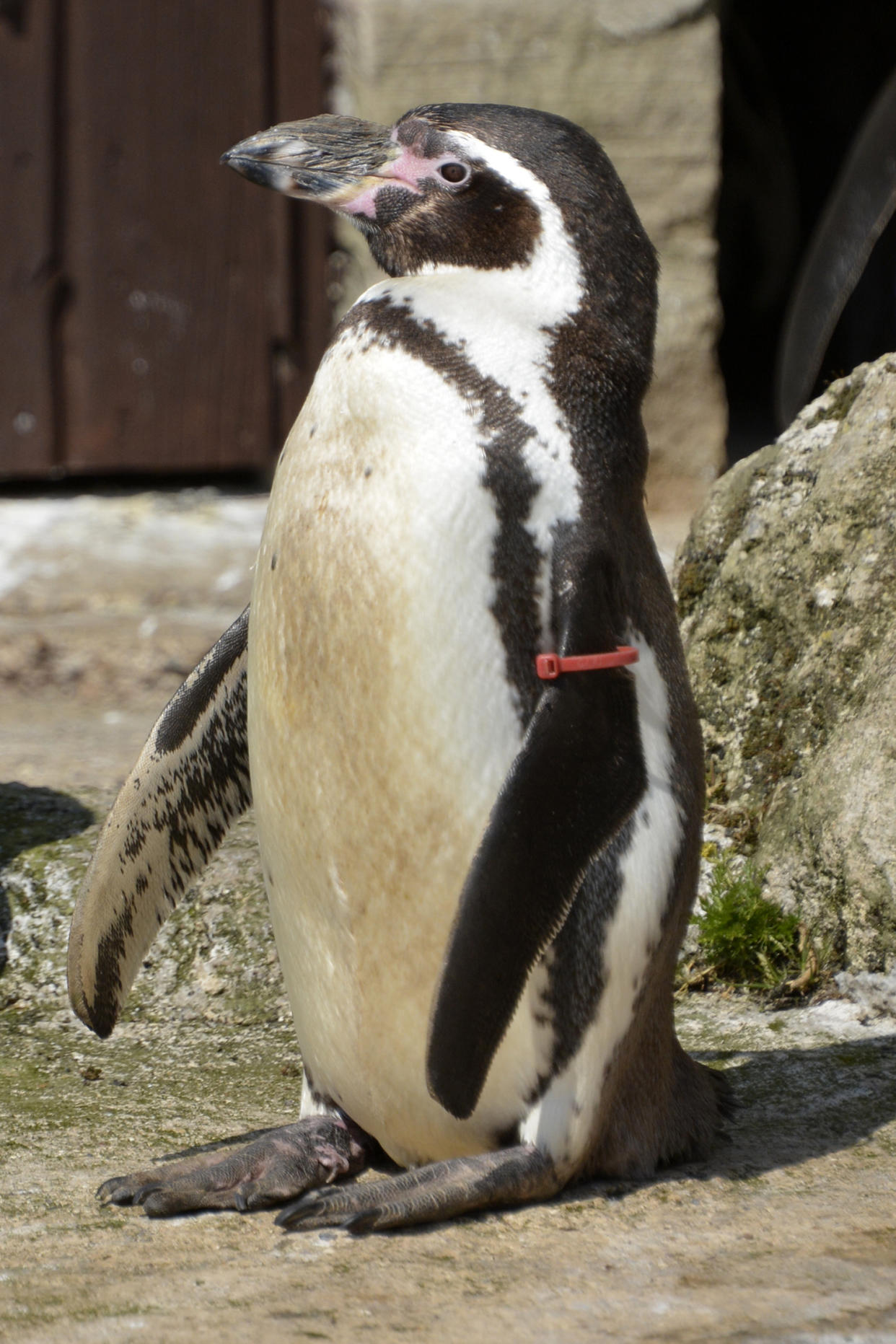 Rosie has lived at the Sewerby Zoo in East Yorkshire since 1990 (East Riding of Yorkshire Council/PA)