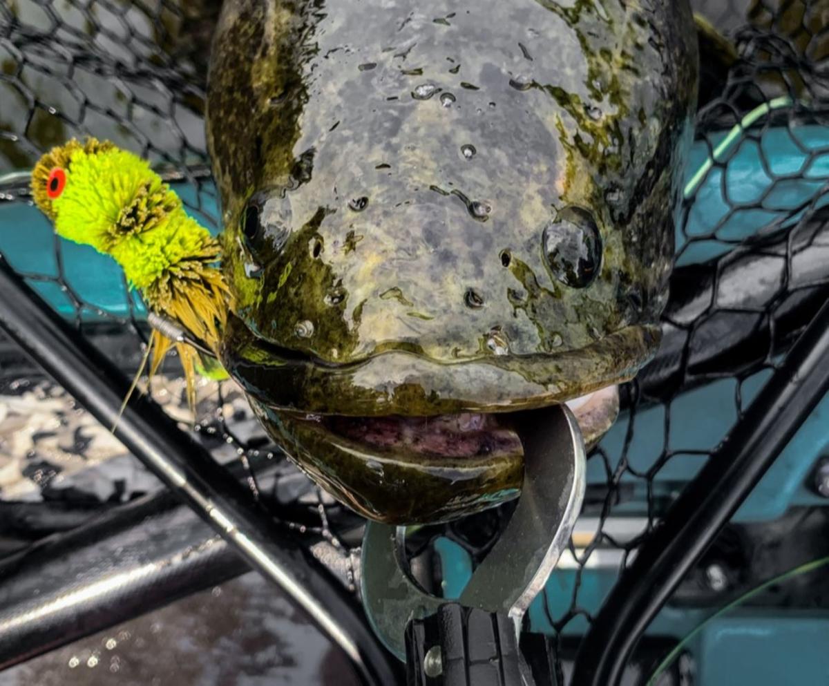 Bullhead caught on a skippy. It is said that the spikes on this fish are  venomous during spawning. They are not spawning now :) : r/Fishing