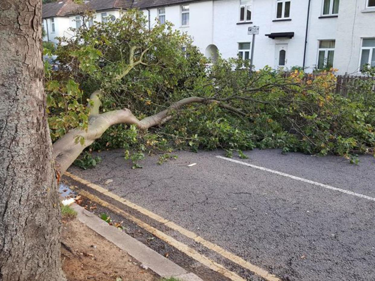 Branch in a road in Grays, Essex, as Storm Aileen batters the UK: PA/Gary Malley