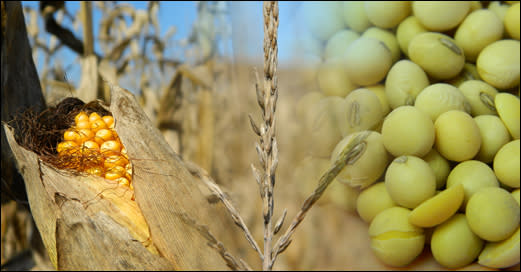 soybean-corn-wheat