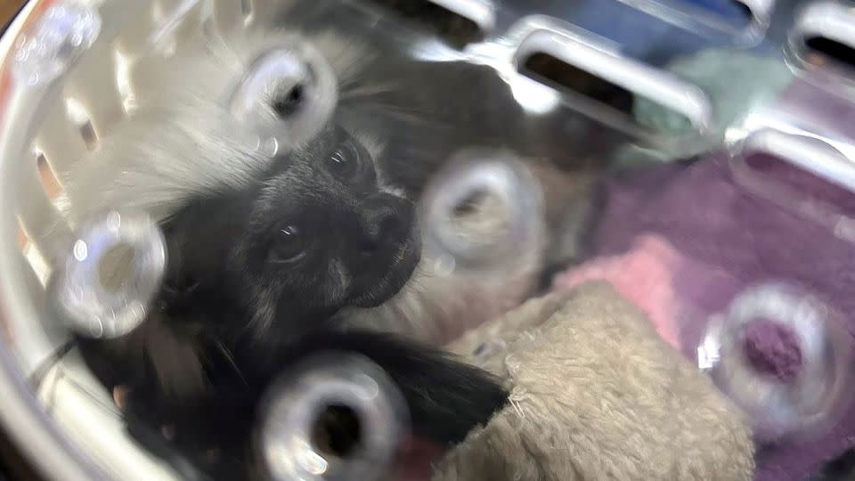A cotton-top tamarin monkey was also found in the luggage of a group of Indian nationals attempting to travel to Mumbai, India. - Thailand's Customs Department/AFP via Getty Images
