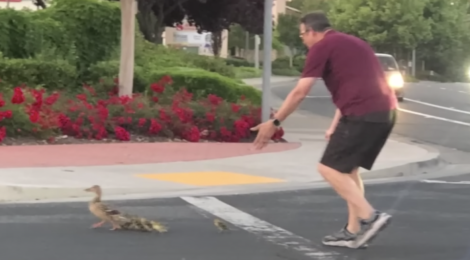 Casey Rivara is seen helping ducks cross the road before he was killed (William Wimsatt)