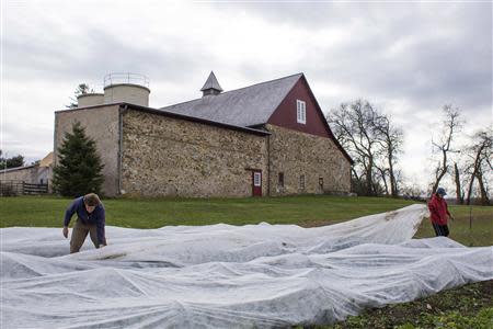 Chester County Food Bank agricultural director Bill Shick (L) and volunteer Barbara Boyle remove protective covering on top of collard greens in preparation for harvesting on the farm of Springton Manor where the program grows produce in suburban Philadelphia, Pennsylvania November 21, 2013. REUTERS/Tom Mihalek