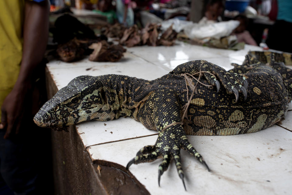 La caza de animales salvajes en el Congo amenaza con destruir la fauna de la región