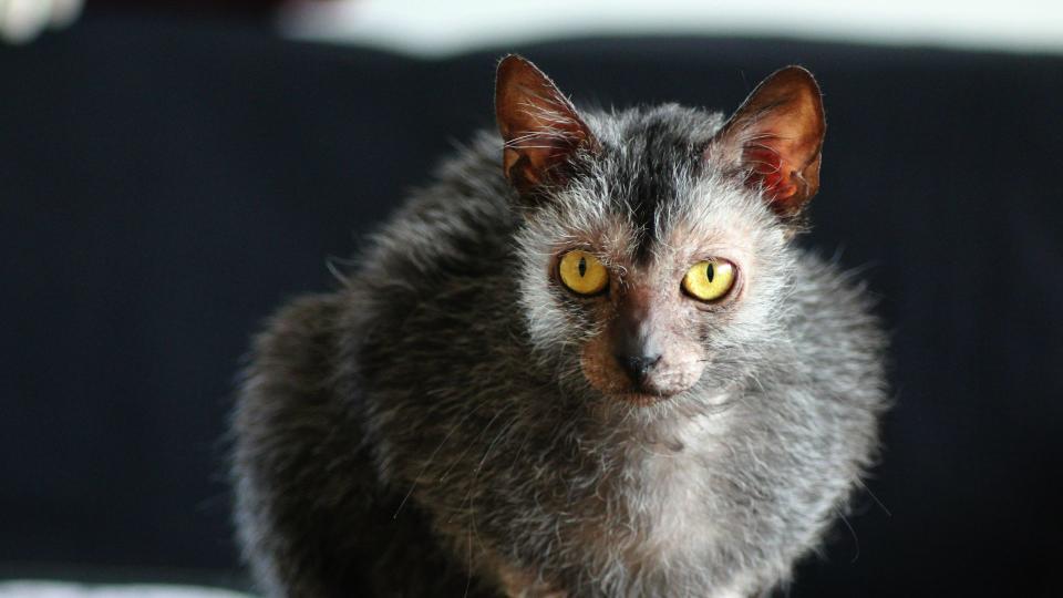 Lykoi cat