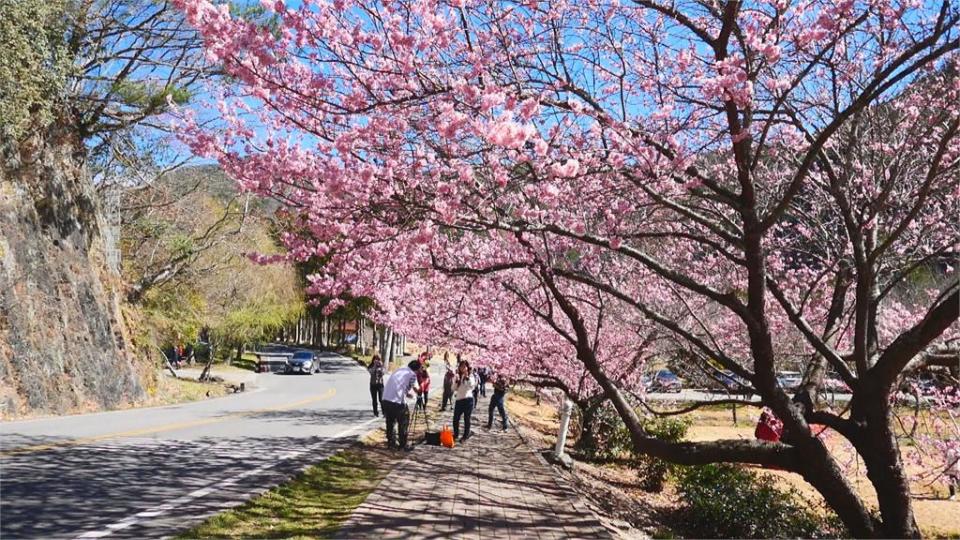 一秒到日本！　武陵農場櫻花吸數十萬旅客爭睹