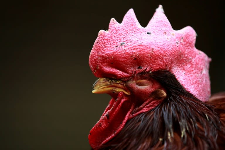 China has suspended trade in live poultry in several cities