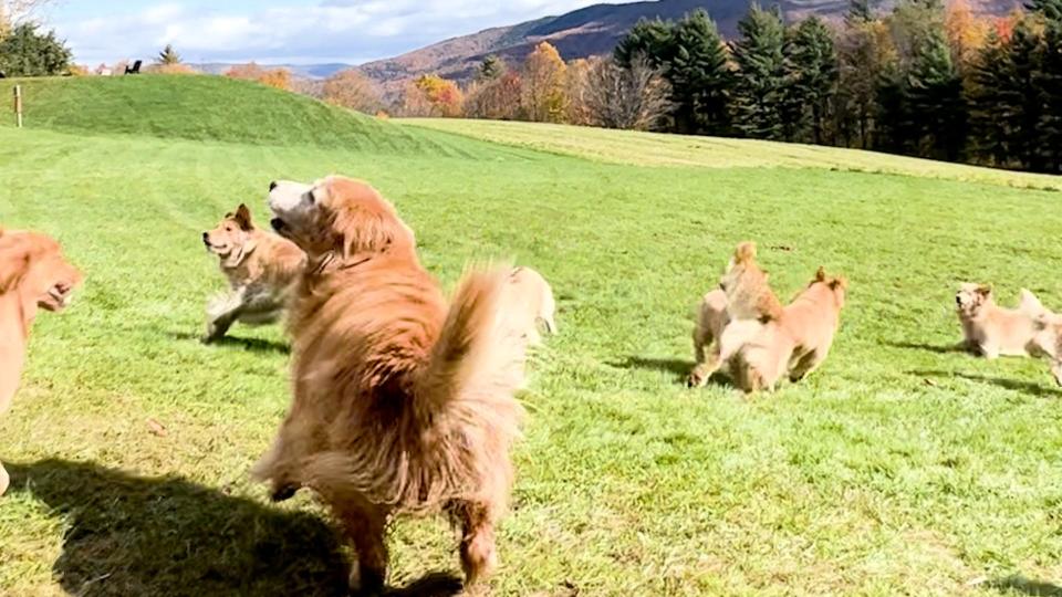 A group of golden retrievers play in the fields at Golden Dog Farm in Vermont.