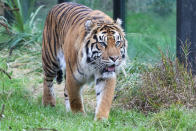 <p><strong>Le tigre de Sumatra</strong><br>Ce tigre dont le territoire est constamment menacé par la déforestation est l’unique survivant des tigres vivant sur les îles de la Sonde qui abritaient aussi autrefois les tigres de Bali et de Java désormais éteints. D’après le Tiger Information Center et le WWF, on ne comptabiliserait aujourd’hui à peine plus que 500 individus à l’état sauvage. Crédit photo : Getty </p>