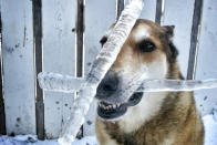 <p>Toby balances icicles.( Photo: Pat Langer/Caters News) </p>