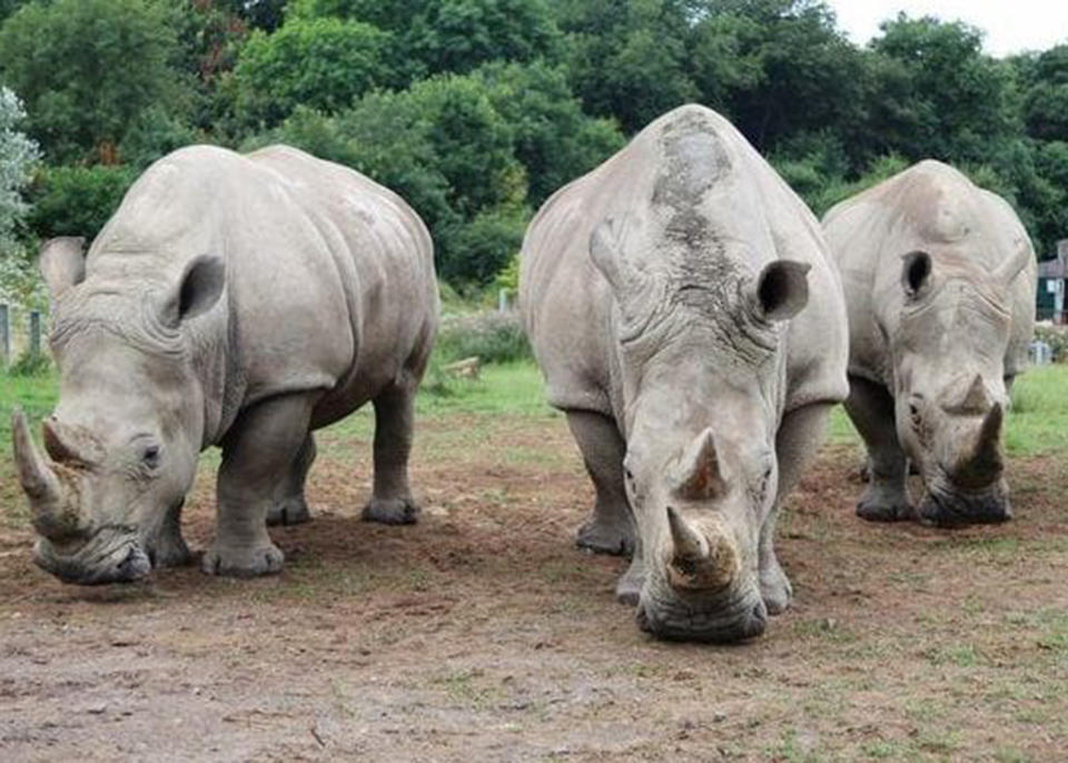 Eggs from these southern white rhinos at Longleat could help to save a critically endangered relation: Longleat