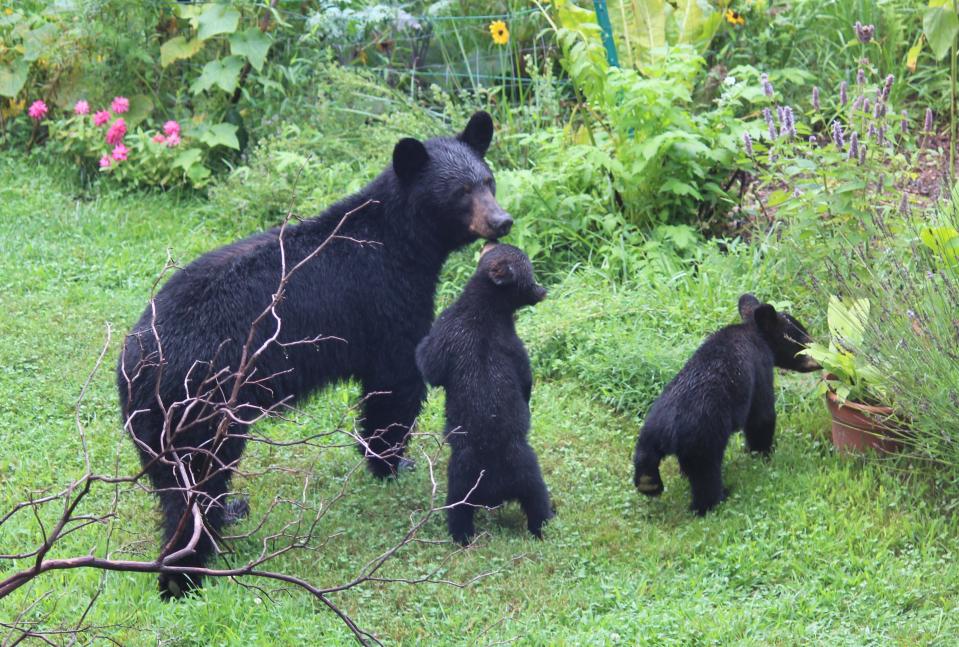 A family of bears near the garden of Lyndall Noyles-Brownell in 2019.