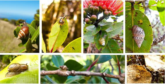 Hawaii's diverse native snails.