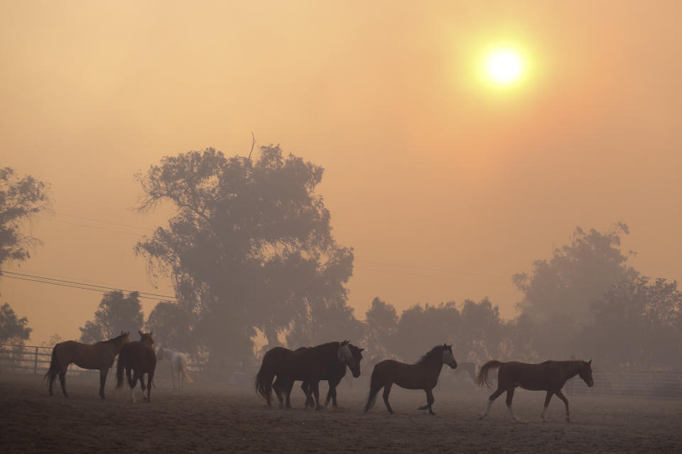 Horses are seen at a ranch in Simi Valley, Calif., Wednesday, Oct. 30, 2019. A large new wildfire has erupted in wind-whipped Southern California, forcing the evacuation of the Ronald Reagan Presidential Library and nearby homes. (AP Photo/Ringo H.W. Chiu)