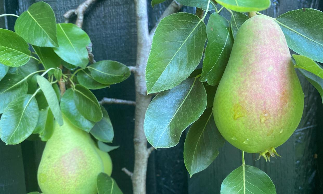 <span>Hanging fruit: pears wait to be picked before being turned into a delicious tarte tatin.</span><span>Photograph: Allan Jenkins</span>