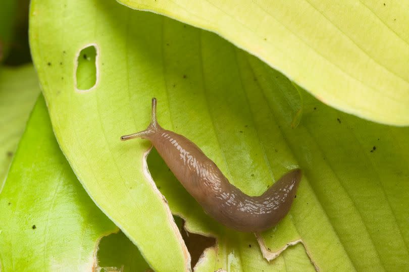Slugs will die in their droves if you set them a simple beer trap says one Tiktoker