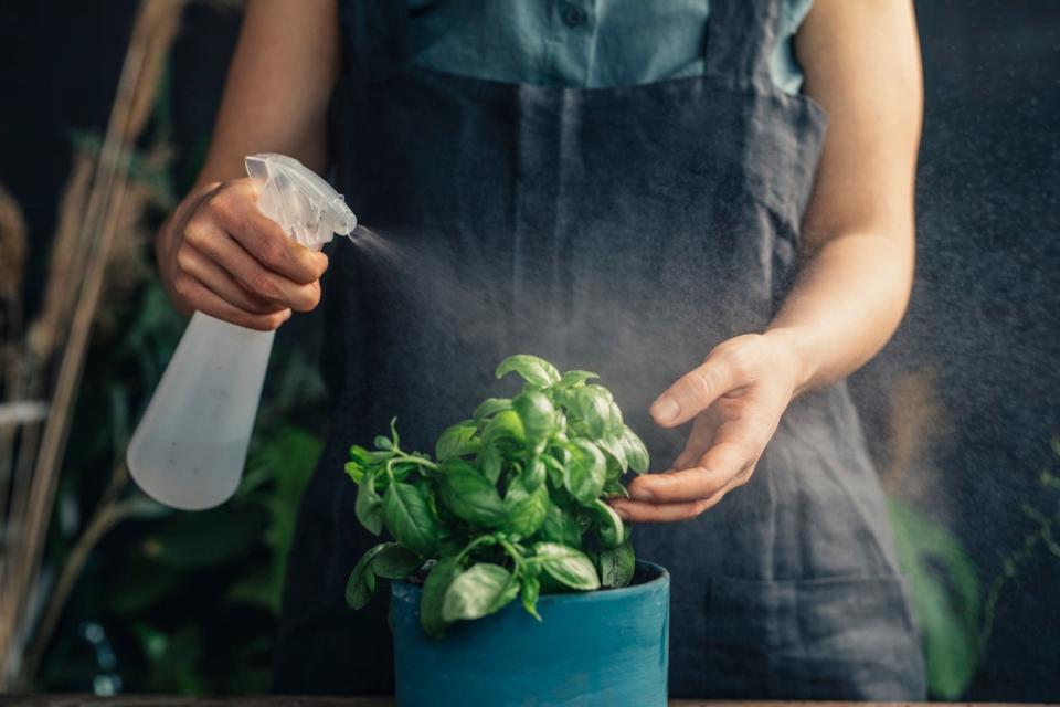 A-person-wearing-a-gardening-smock-sprays-a-clear-liquid-on-basil-plants.