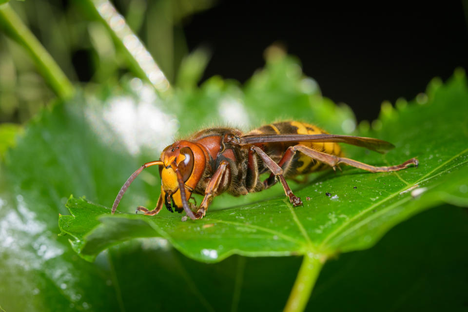 Comme tout insecte bâtisseur de nid, le frelon n'attaque généralement que pour défendre son nid et lorsqu'il se sent menacé.