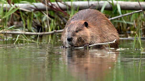 PHOTO: In this undated file photo, a beaver appears near the shoreline of the Bear Creek which feeds into the South Platte River just outside Denver, Colorado. (STOCK IMAGE/Getty Images)