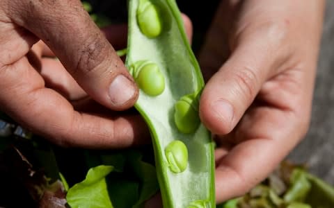  Broad Beans - Credit: Heathcliff O'Malley