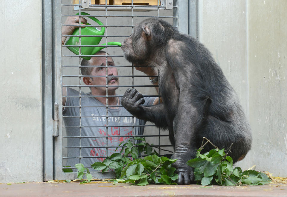 Der Tierpfleger Thomas Hammes hilft Epulu beim trinken. (Bild: dpa)