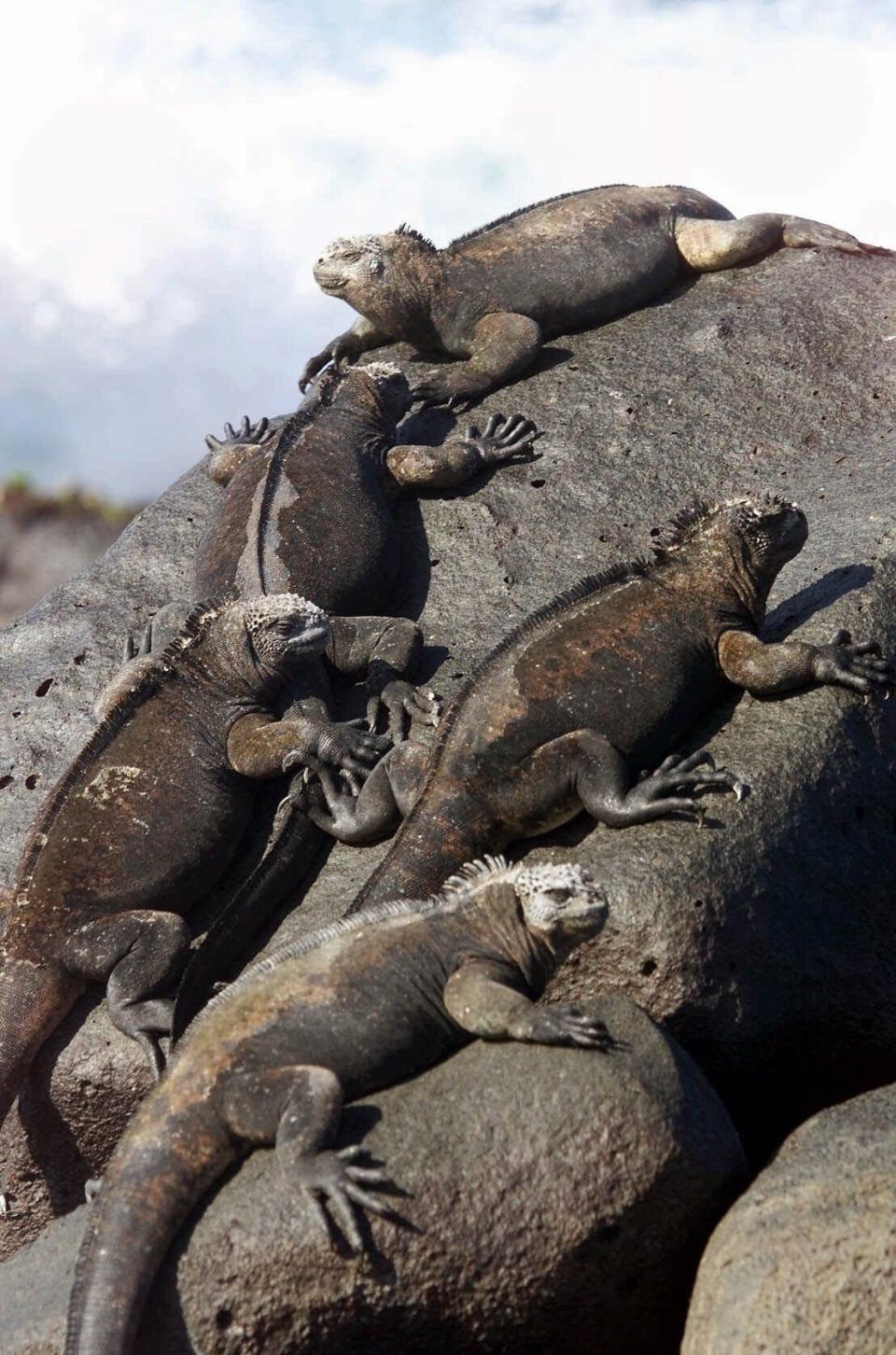 Sea iguanas have a crucial role in "Luca."