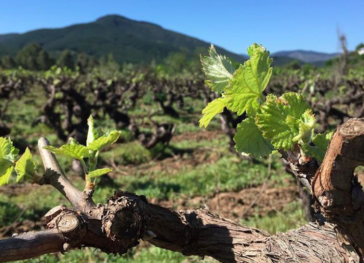 El Valle del Maule, es uno de los destinos preferidos a la hora de probar buenos vinos. Foto: instagram.com/danitintopais/