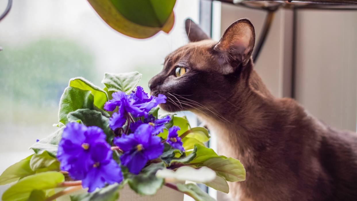 Burmese cat