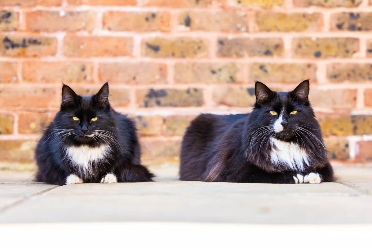 The pair, who live at the St Peter and St James Hospice in Haywards Heath, have been announced as the overall joint National Cats of the Year 2022 (PA)