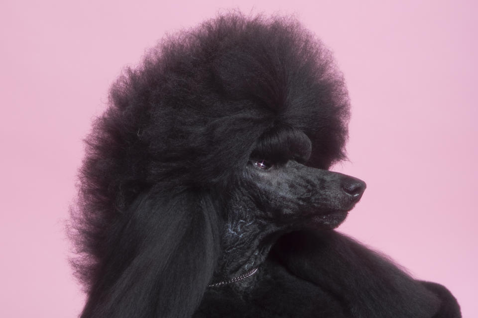 Siba the Standard Poodle, who won the 2020 Westminster Dog Show, poses for a portrait at the TIME studio on Feb. 12 | Sangsuk Sylvia Kang for TIME