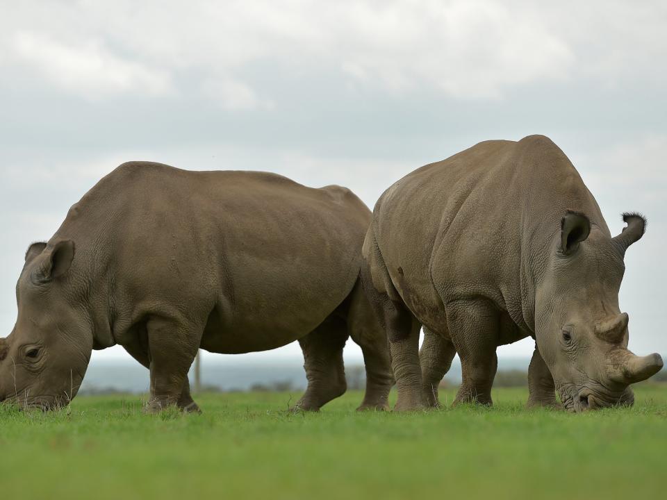 Girl, 2, airlifted to hospital after falling into rhino enclosure at Florida zoo