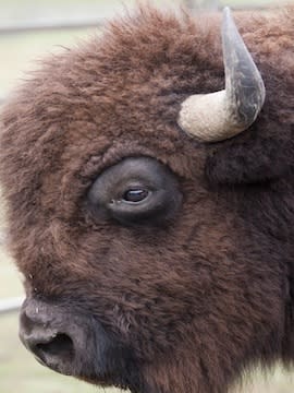 Photo of a bison