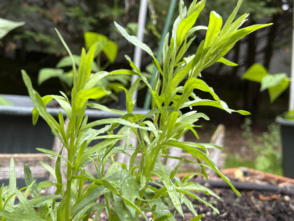 This May 16, 2024 image provided by Jessica Damiano shows perennial tarragon growing in a Long Island, New York, garden. (Jessica Damiano via AP)