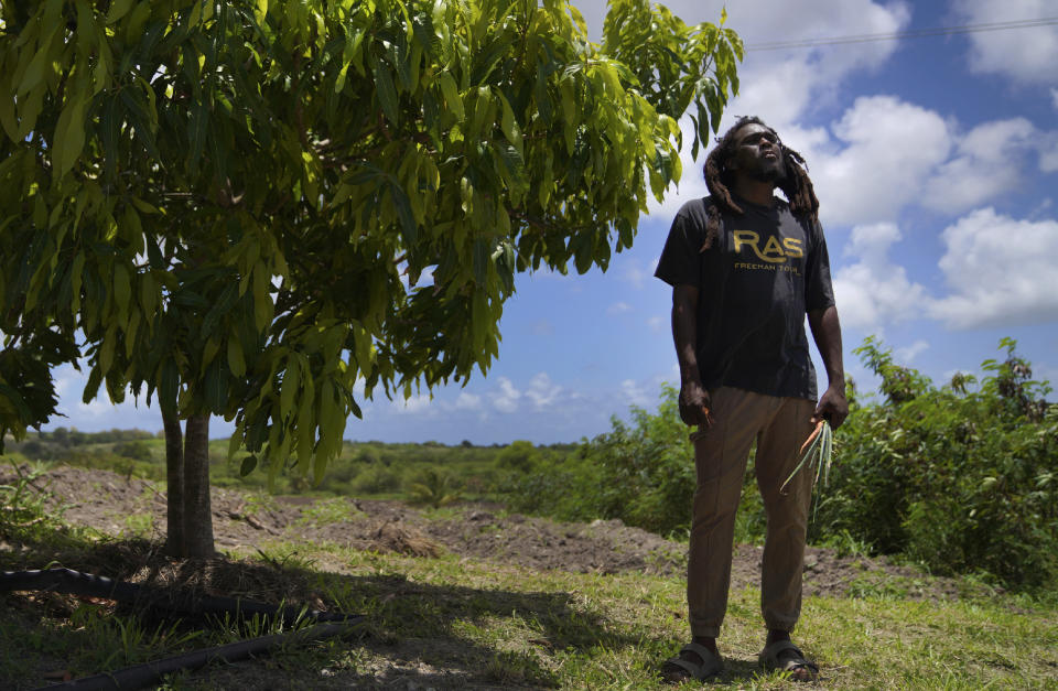 Ras Richie stands on the Rastafari farm and sacred grounds of the Ras Freeman Foundation for the Unification of Rastafari on Saturday, May 13, 2023, in Liberta, Antigua. He is a co-founder of Humble and Free Wadadli, which leads eco-tours to the farm where cannabis, fruit and vegetables are grown. (AP Photo/Jessie Wardarski)